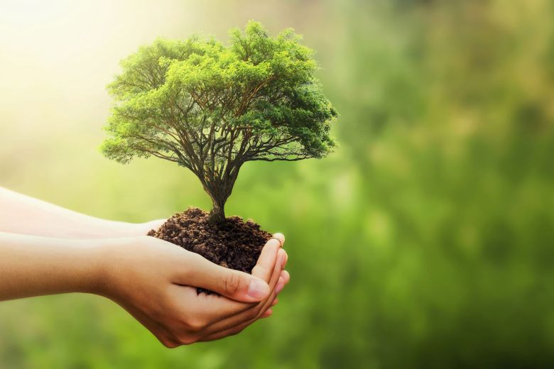 Baum in Händen – Umweltmanagement und nachhaltige IT-Dienstleistungen in Köln und Herne